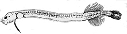 Parataeniophorus gulosus_claves_01.jpg